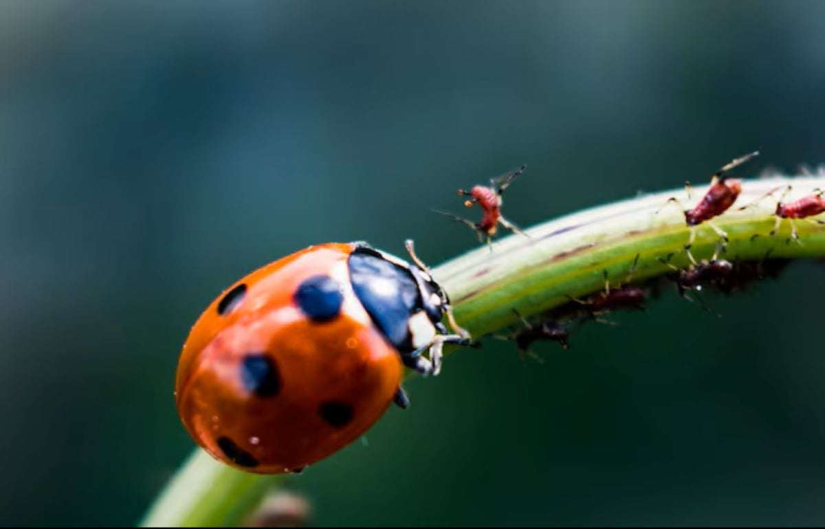 BASF и AgBiTech объединяют силы для биологической защиты растений - agroexpert.md