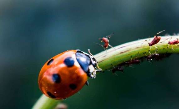 BASF и AgBiTech объединяют силы для биологической защиты растений - agroexpert.md