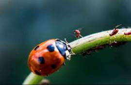 BASF и AgBiTech объединяют силы для биологической защиты растений - agroexpert.md