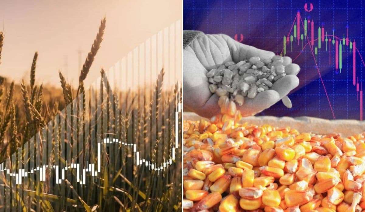 Почему в Европе в 2026 году цены на кукурузу будут выше, чем на пшеницу - agroexpert.md