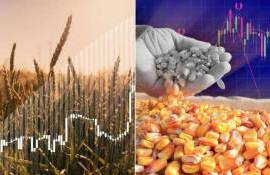 Почему в Европе в 2026 году цены на кукурузу будут выше, чем на пшеницу - agroexpert.md