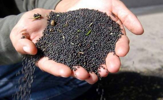 Китай снижает пошлину на канадскую канолу - agroexpert.md