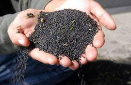 Китай снижает пошлину на канадскую канолу - agroexpert.md