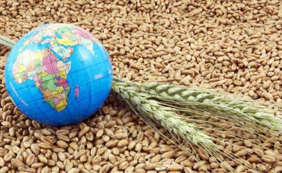 Мировые запасы зерновых достигнут максимума за 9 лет: прогноз IGC - agroexpert.md
