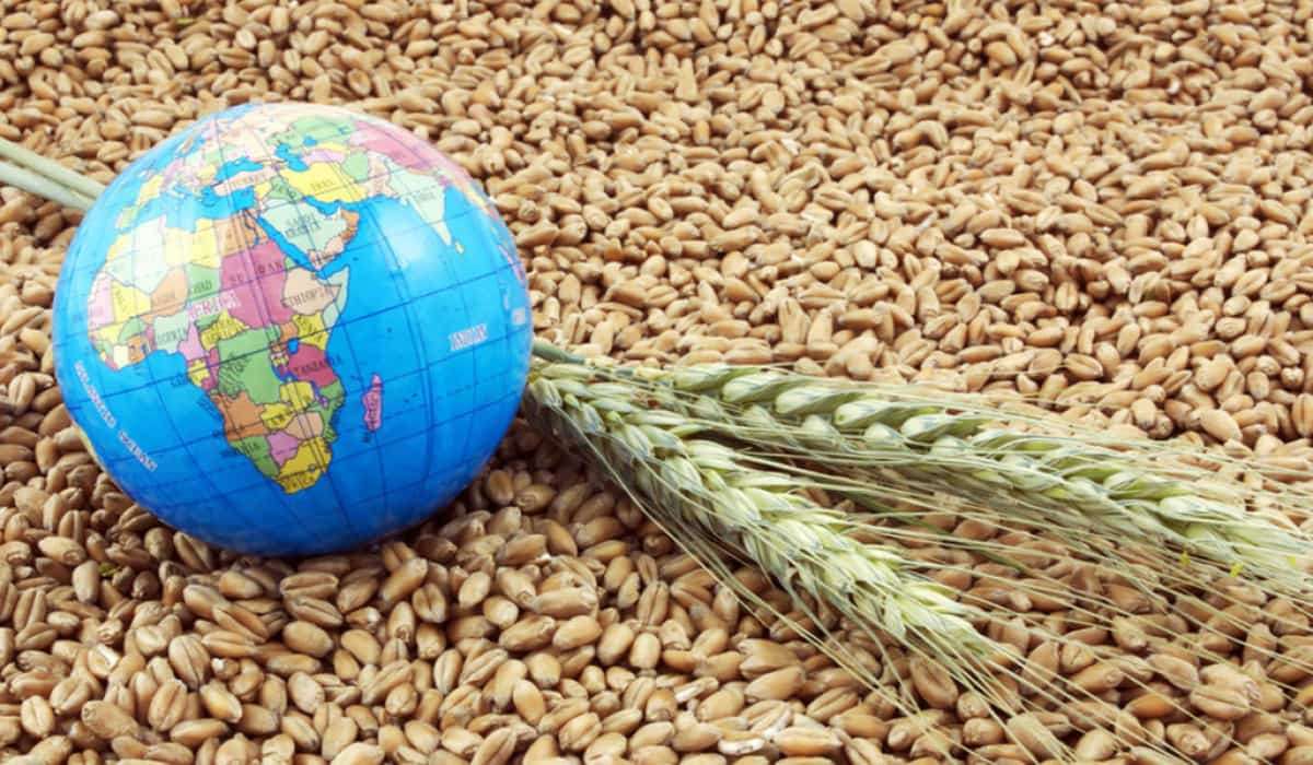 Мировые запасы зерновых достигнут максимума за 9 лет: прогноз IGC - agroexpert.md