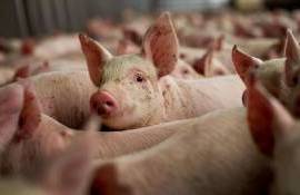 Уровень заболеваемости АЧС в Европе в 2025 году вырос на четверть - agroexpert.md