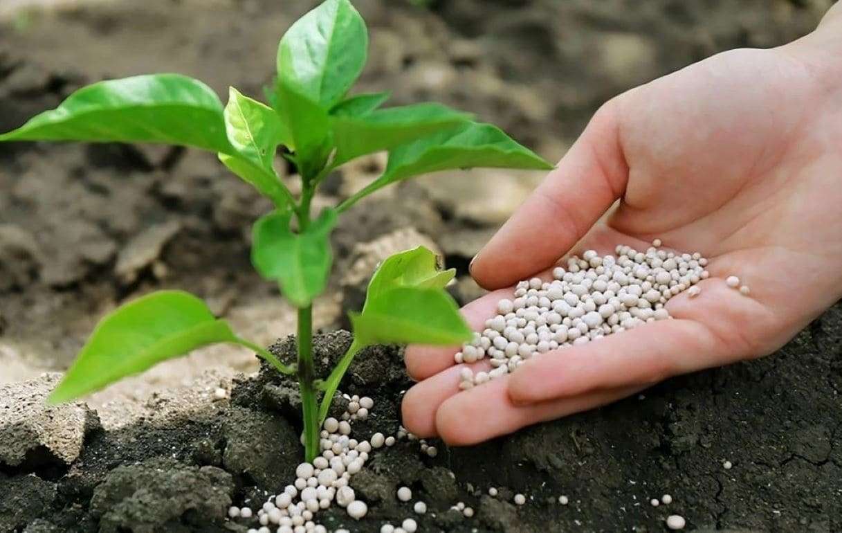 Производство аммиачных удобрений фермерами уже не кажется утопией - agroexpert.md