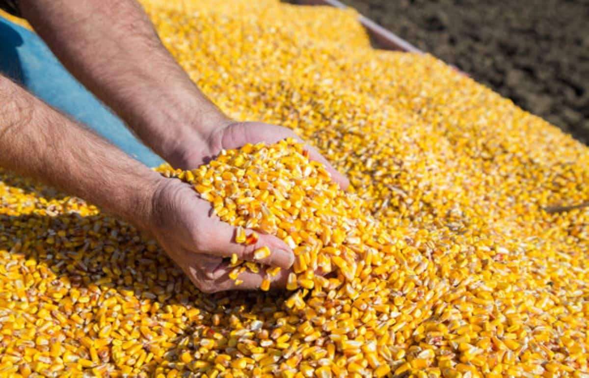 Рынок кукурузы в Украине на 18 января: влияние глобальных трендов - agroexpert.md