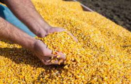Рынок кукурузы в Украине на 18 января: влияние глобальных трендов - agroexpert.md