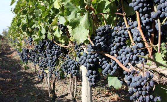 Благодаря сертификации виноград из сел юга Молдовы выходит на рынок ЕС - agroexpert.md