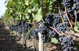 Благодаря сертификации виноград из сел юга Молдовы выходит на рынок ЕС - agroexpert.md