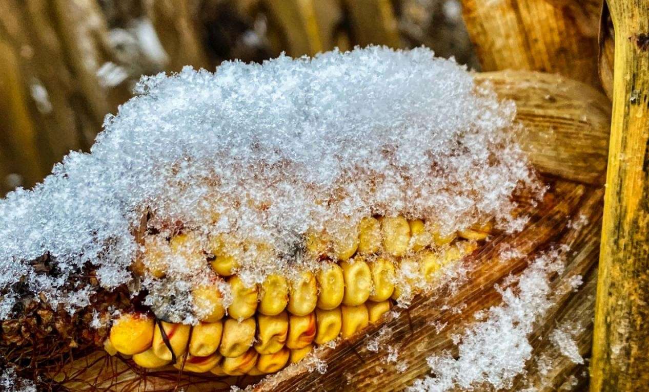 recolte de porumb și sfeclă sub zapada- AGROEXPERT.MD