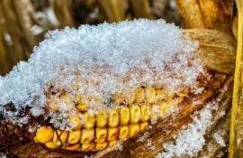 recolte de porumb și sfeclă sub zapada- AGROEXPERT.MD