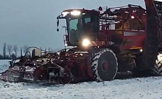 В Молдове свыше 3,5 тысячи гектаров сахарной свеклы остаются неубранными - agroexpert.md