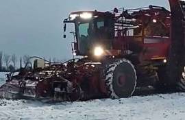 В Молдове свыше 3,5 тысячи гектаров сахарной свеклы остаются неубранными - agroexpert.md