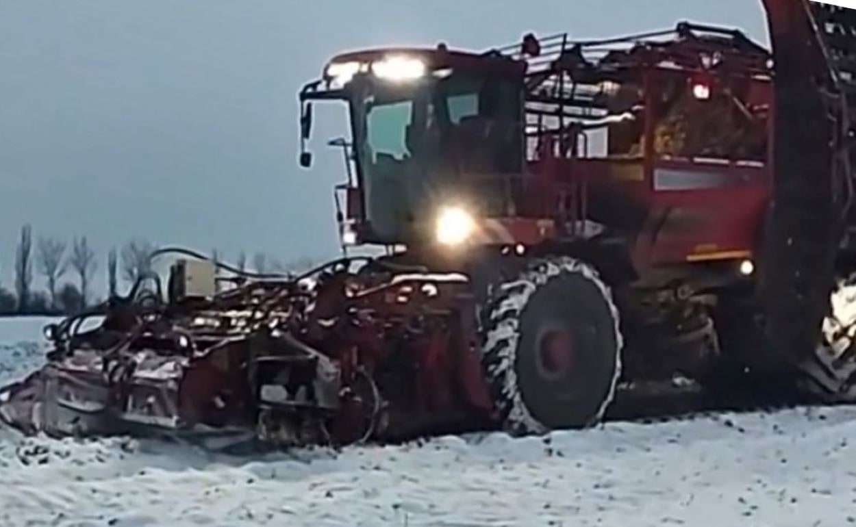 В Молдове свыше 3,5 тысячи гектаров сахарной свеклы остаются неубранными - agroexpert.md