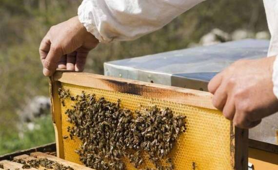 Стеролы для пчёл: новая кормовая добавка спасает медоносных пчёл - agroexpert.md