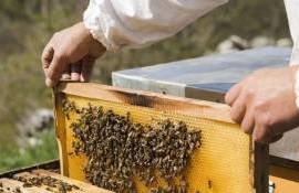 Стеролы для пчёл: новая кормовая добавка спасает медоносных пчёл - agroexpert.md