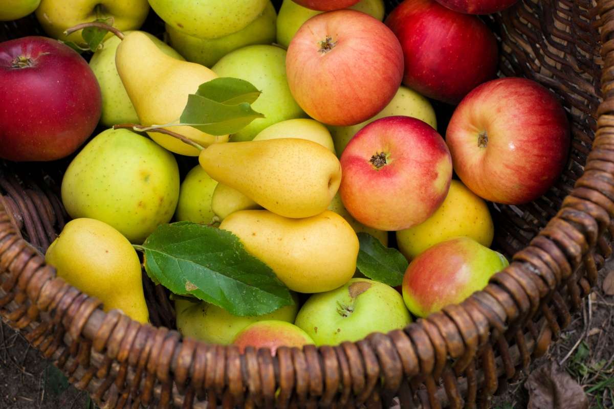 fructe moldovenești pentru export - AGROEXPERT.MD