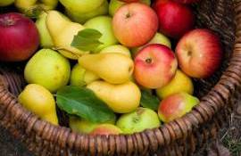 fructe moldovenești pentru export - AGROEXPERT.MD