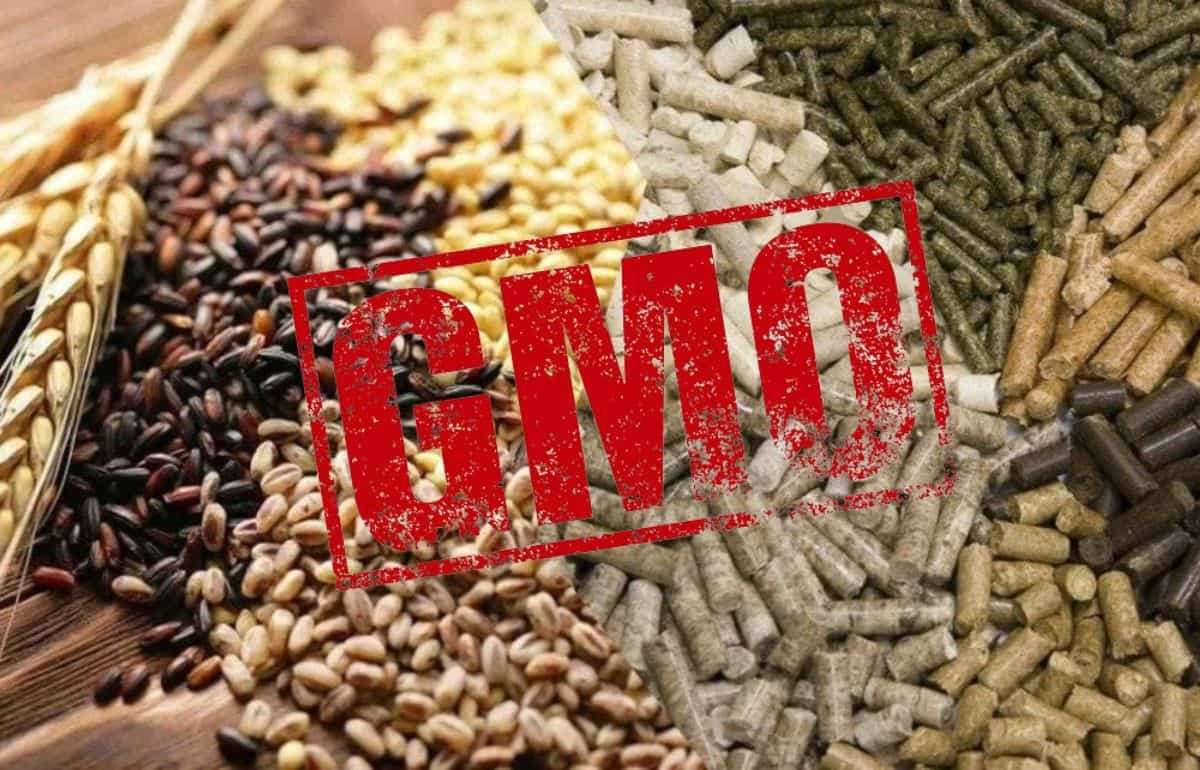 Рост цен изменяет отношение стран Азии к ГМО в кормопроизводстве - agroexpert.md