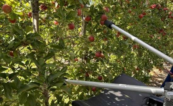 Новый робот для сбора яблок от Минсельхоза США нацелен на 80% эффективности - agroexpert.md