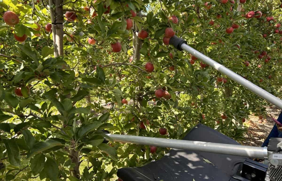 Новый робот для сбора яблок от Минсельхоза США нацелен на 80% эффективности - agroexpert.md