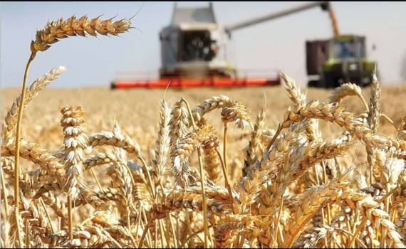 Урожайность пшеницы ограничена агротехнологиями а не климатом или сортами - agroexpert.md