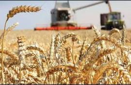 Урожайность пшеницы ограничена агротехнологиями а не климатом или сортами - agroexpert.md