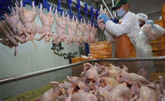 Importul de carne de pasăre din Ucraina ANSA - AGROEXPERT.MD
