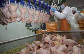 Importul de carne de pasăre din Ucraina ANSA - AGROEXPERT.MD