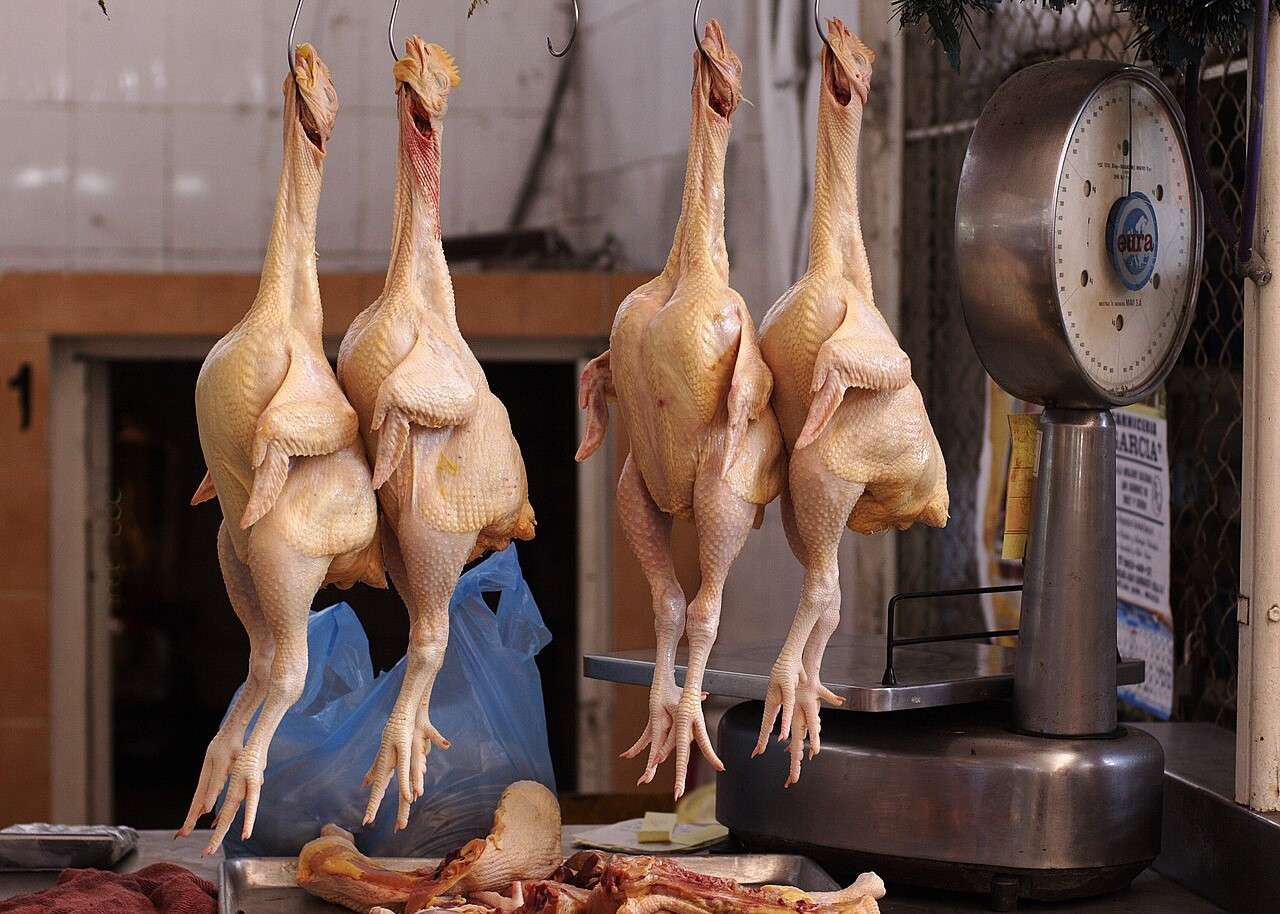 Producția internă de carne de pasăre- AGROEXPERT.MD