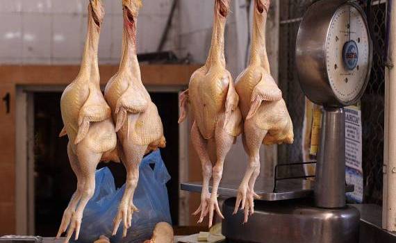 Producția internă de carne de pasăre- AGROEXPERT.MD