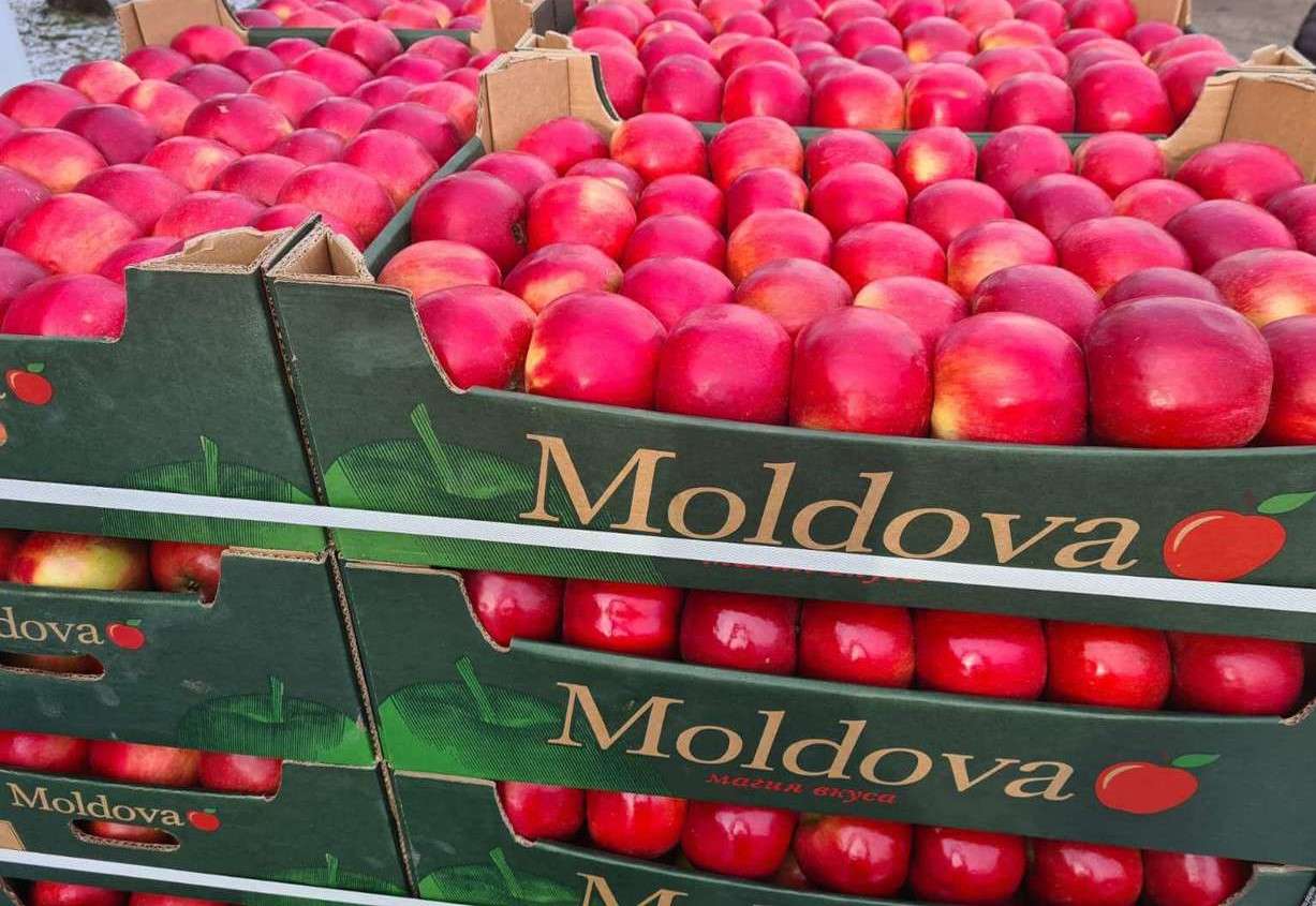 Oficiul Horticol va fi creat - AGROEXPERT.MD