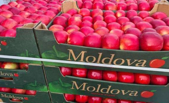 Oficiul Horticol va fi creat - AGROEXPERT.MD