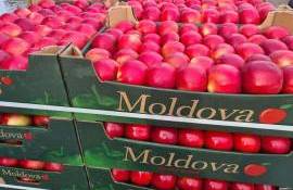  Oficiul horticol va fi înființat după modelul ONVV