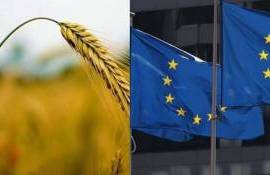 В ЕС ожидают снижение урожая зерновых: первые прогнозы на 2026 год - agroexpert.md