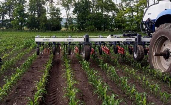 Урожайность кукурузы может снижаться из-за неправильной обработки почвы - agroexpert.md