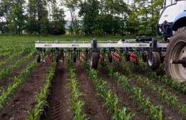 Урожайность кукурузы может снижаться из-за неправильной обработки почвы - agroexpert.md