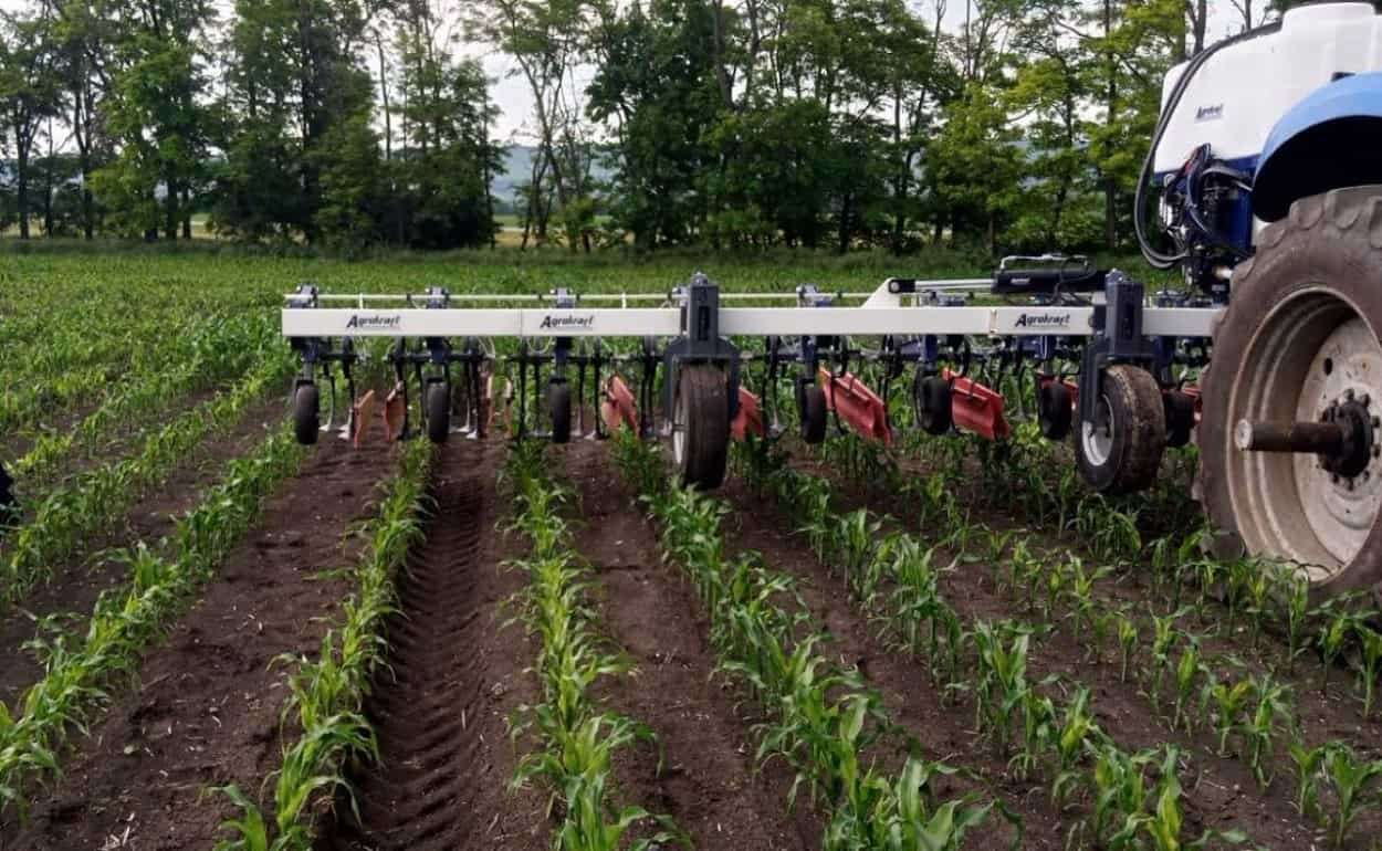 Урожайность кукурузы может снижаться из-за неправильной обработки почвы - agroexpert.md