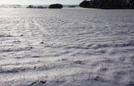 Culturi agricole in zapada- AGROEXPERT.MD