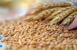 С начала сезона Евросоюз экспортировал почти 22 млн т зерна - agroexpert.md