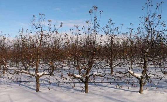 Власти контролируют ситуацию на полях и в садах после недавних заморозков - agroexpert.md