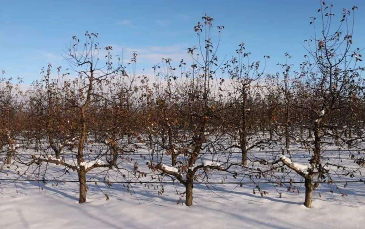 Власти контролируют ситуацию на полях и в садах после недавних заморозков - agroexpert.md