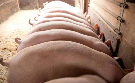 Улучшение условий содержания свиней: Молдова приближается к нормам ЕС - agroexpert.md