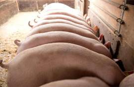 Улучшение условий содержания свиней: Молдова приближается к нормам ЕС - agroexpert.md