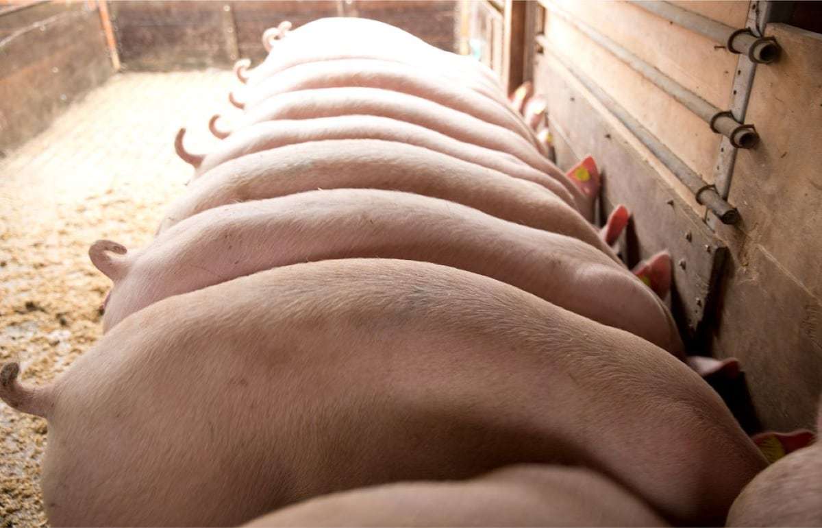 Улучшение условий содержания свиней: Молдова приближается к нормам ЕС - agroexpert.md