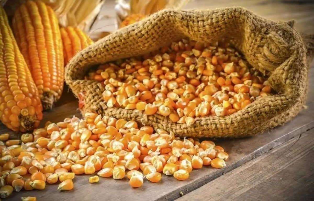 Украинский экспортный рынок кукурузы: в портах рост цен продолжается - agroexpert.md