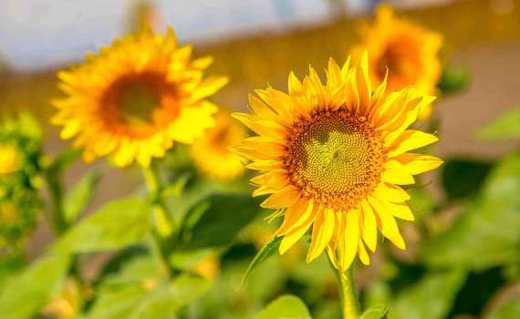 viitorul energiei curate corteva - agroexpert.md