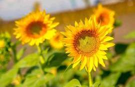 viitorul energiei curate corteva - agroexpert.md